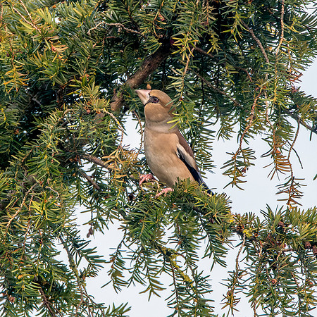 Hawfinch, female