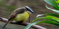 Boat billed flycatcher
