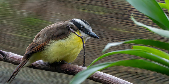 Boat billed flycatcher