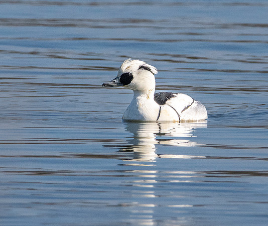 Smew, male