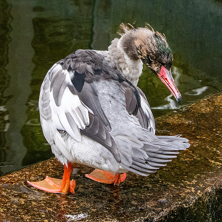 Common merganser / goosander