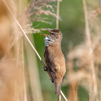 Great Reed Warbler, singing