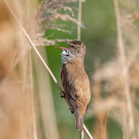 Great Reed Warbler, singing