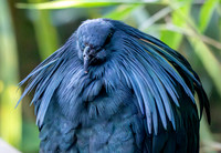 Nicobar pigeon