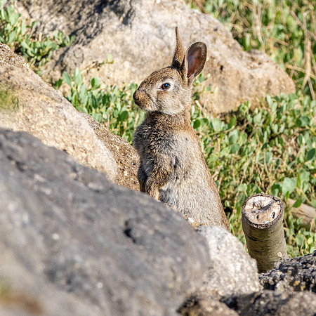 European rabbit