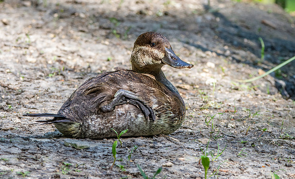 Ruddy duck, female