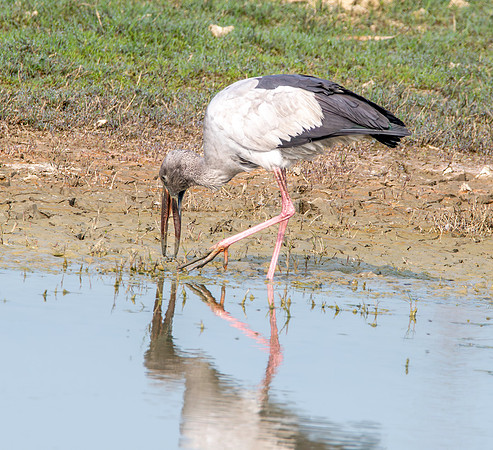 Asian Openbill stork