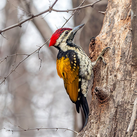 Black rumped flameback woodpecker / lesser golden backed