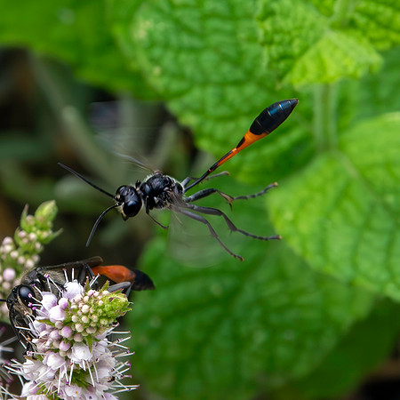 Thread-waisted Wasp