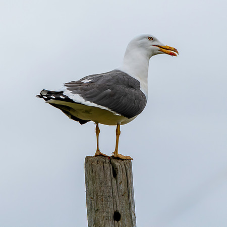 Lesser black backed gull