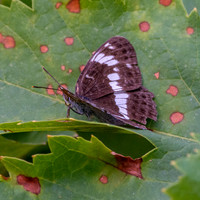 White admiral