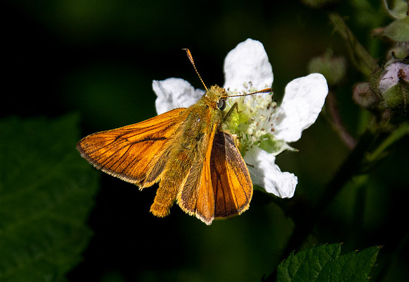 Large skipper