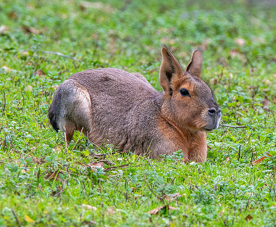 Patagonian mara