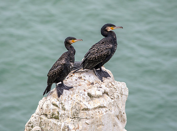 Great cormorant