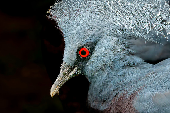 Victoria crowned pigeon