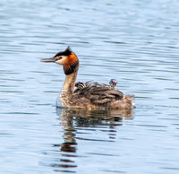 Great crested grebe