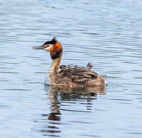 Great crested grebe