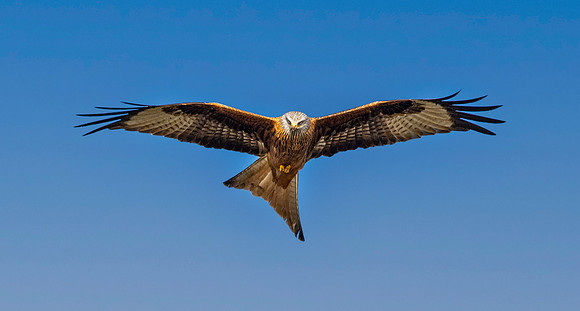 Red kite