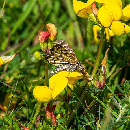 Mother Shipton moth