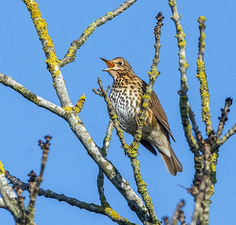 Song thrush
