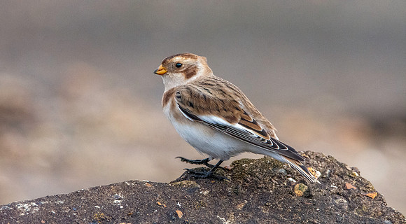 Snow bunting