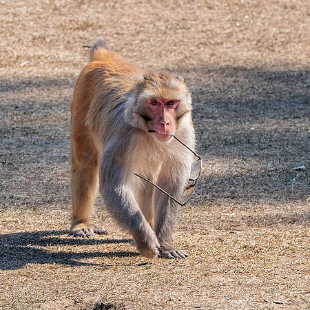 Macaque monkey