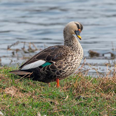 Spot billed duck