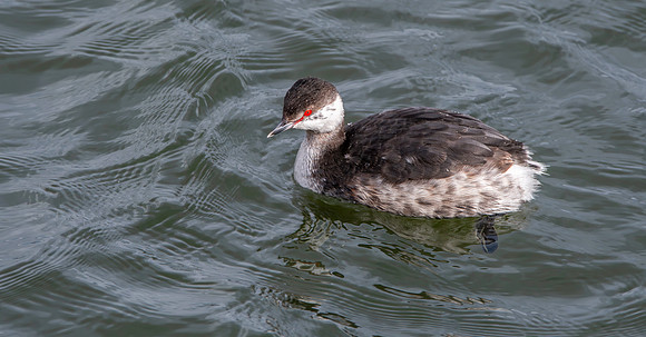 Slavonian grebe
