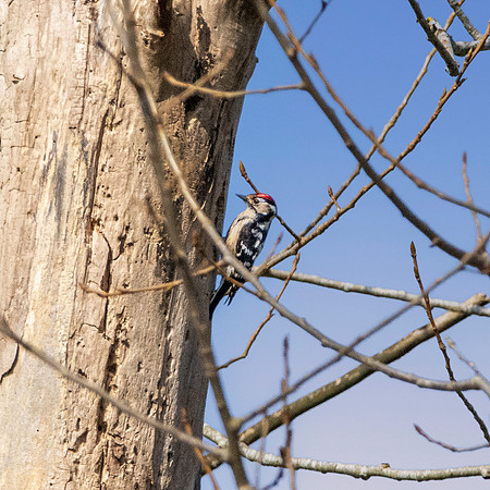 Lesser spotted woodpecker