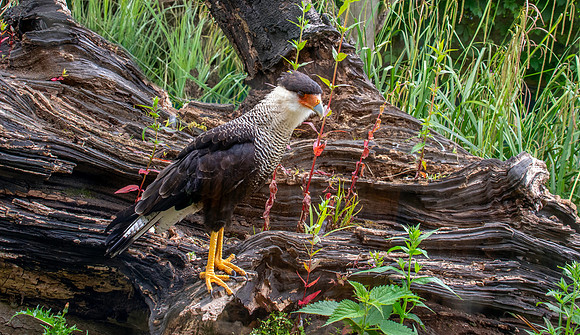 Crested caracara