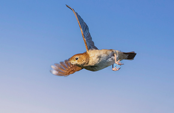 Nightingale