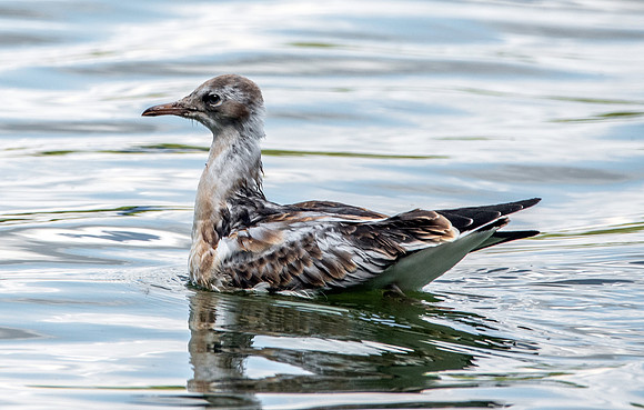 Black headed gull, juvenile