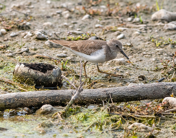 Temminck's stint