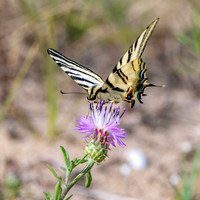 Scarce swallowtail