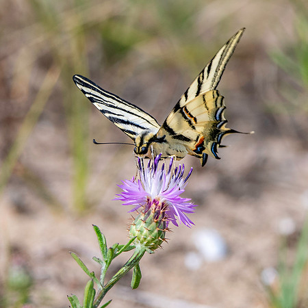 Scarce swallowtail