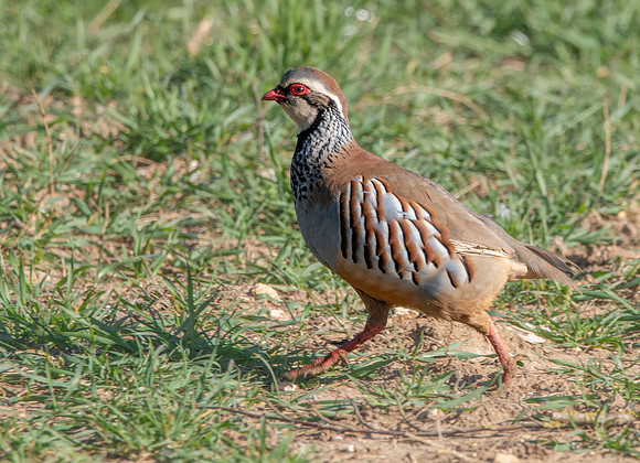 Red legged partridge