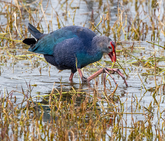 Grey headed swamphen