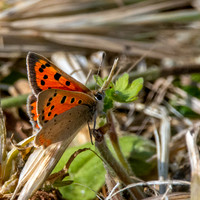 Small copper butterfly