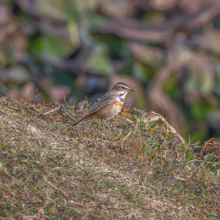 Bluethroat