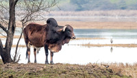 Zebu cattle