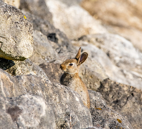 European rabbit