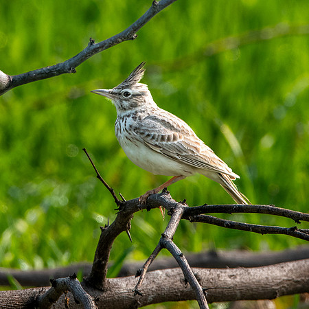 Crested lark
