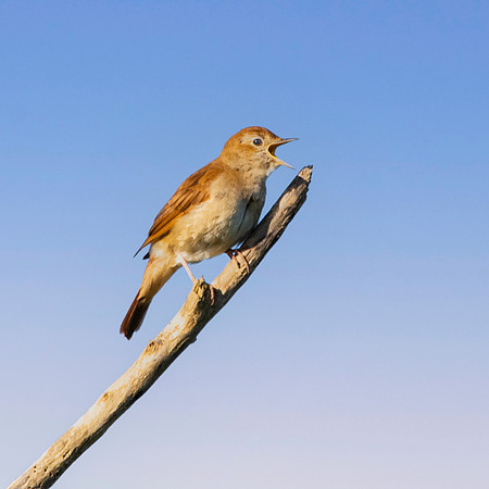 Nightingale