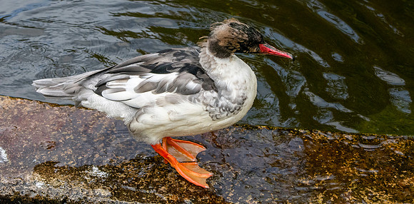Common merganser / goosander