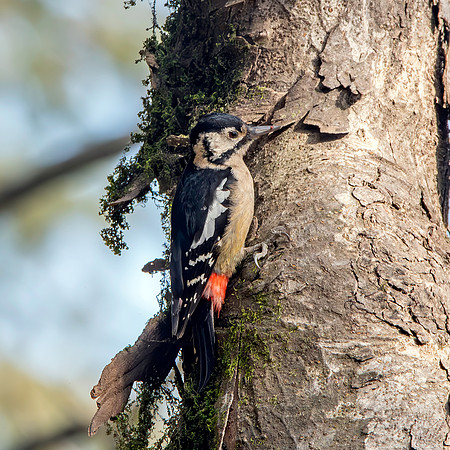 Himalayan woodpecker