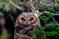 Marsh owl