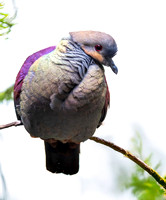 Crested quail dove
