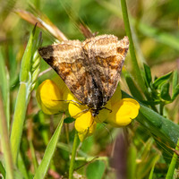 Burnet companion