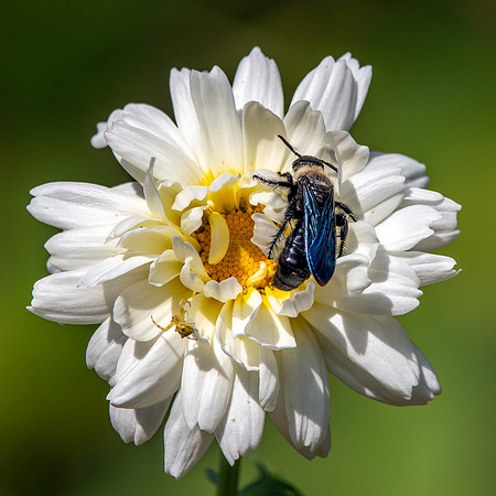 Large Four-spotted Scoliid Wasp, male