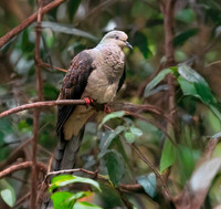 Barred cuckoo dove